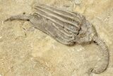 Fossil Crinoid Plate (Two Species) - Crawfordsville, Indiana #243933-2